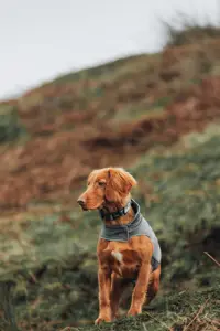 Puppy sitting in the grass